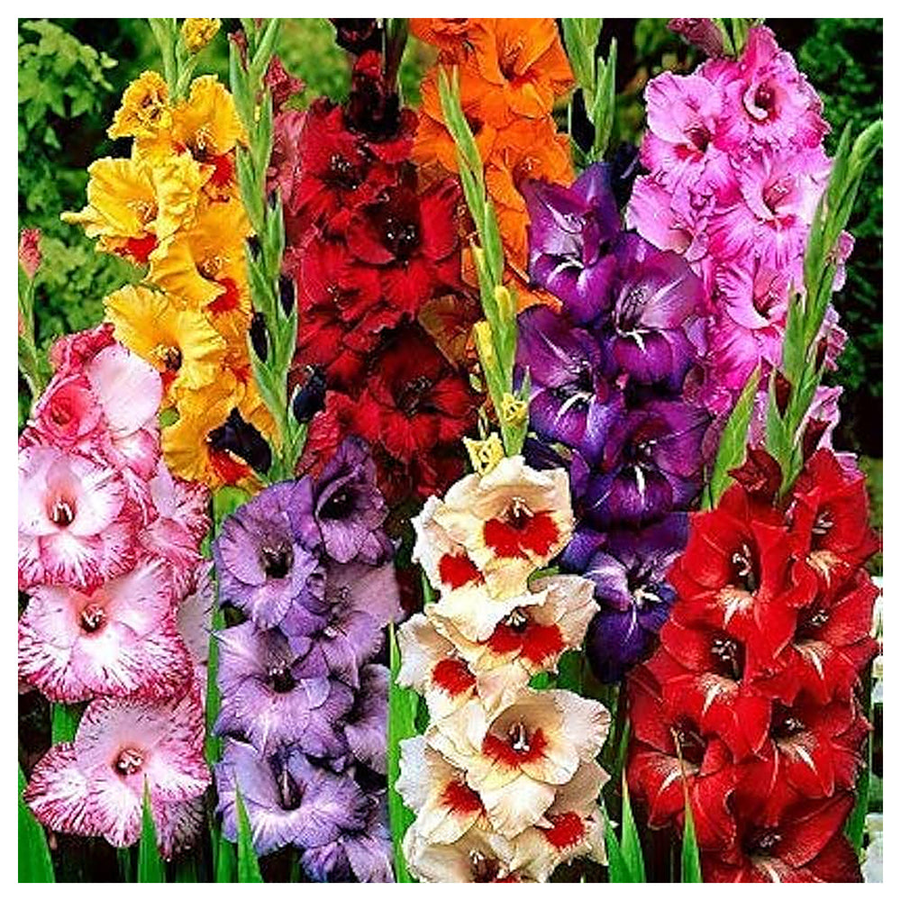 Multi Gladiolus Flower Seeds – 100 pcs Heirloom Non-GMO Seeds for Garden Planting | Neera Seeds product photo [neera-v4-4f0715d7f450ad6c6ce9]