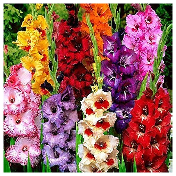 Multi Gladiolus Flower Seeds – 100 pcs Heirloom Non-GMO Seeds for Garden Planting | Neera Seeds product photo [neera-v4-4f0715d7f450ad6c6ce9]