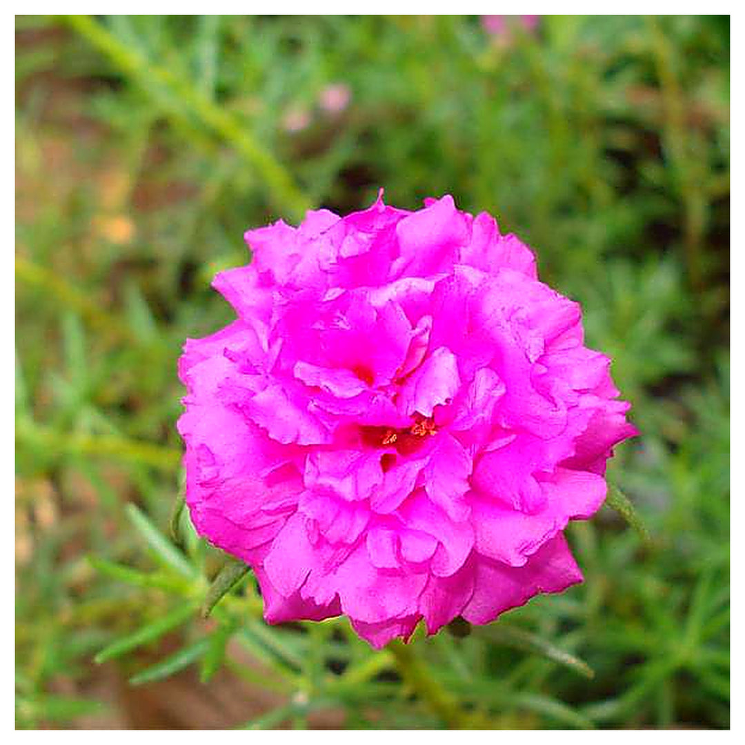 Organic Heirloom Non-GMO Pink Portulaca Seeds for Planting – Vibrant Moss Rose Flowers, High Germination | Neera Seeds product photo [neera-v4-4f09c31902e517e28e37]