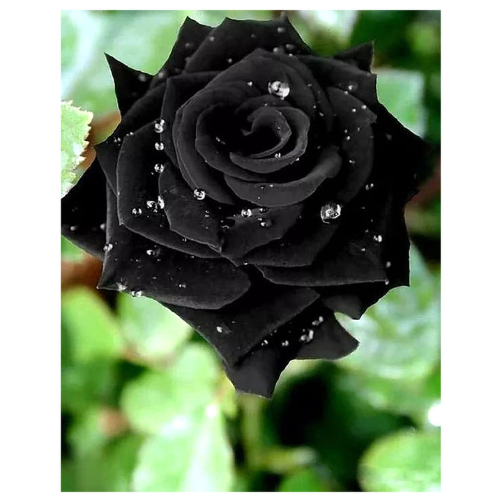 Rose Bush Flower Seeds for Planting – Heirloom Non-GMO Seeds for Garden Landscaping | Neera Seeds product photo [neera-v4-4f29ac32bc714f991183]