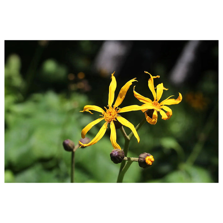 Heirloom Ligularia Dentata Flower Seeds, Non-GMO Bold Foliage and Blooms for Shaded Garden Planting | Neera Seeds product photo [neera-v4-4f376775d1ab3366e397]