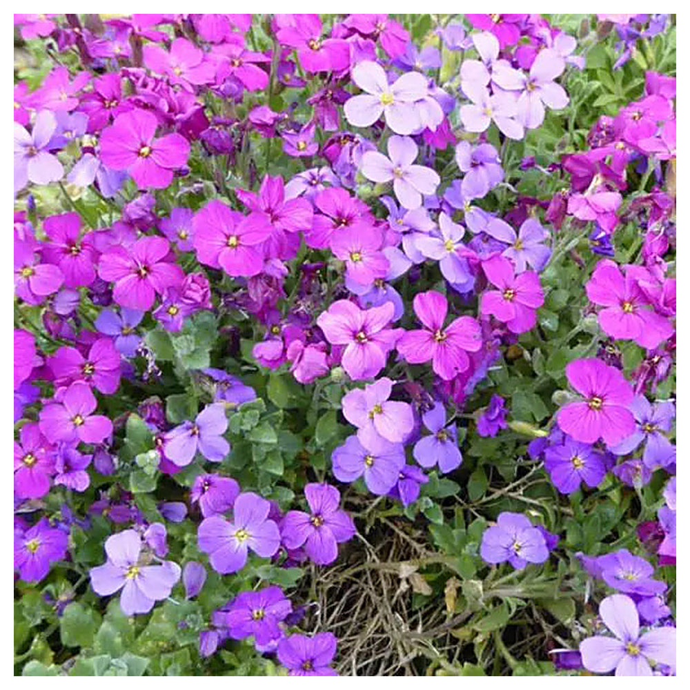 Heirloom Non-GMO Aubrieta Flower Seeds – Pink Mixed Blooms, High Germination Organic Seeds for Planting | Neera Seeds product photo [neera-v4-4f44a1c74150717beb7f]