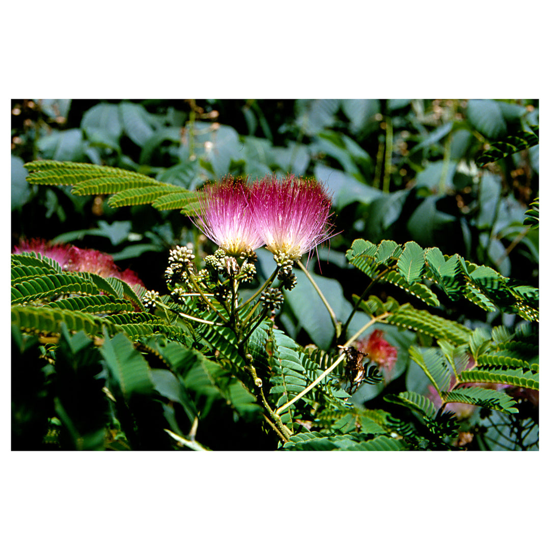 Heirloom Non-GMO Albizia Julibrissin Flower Seeds – Silk Tree Seeds for Planting, High Germination Organic Garden B | Neera Seeds product photo [neera-v4-4f4729ddb9a863be6c01]