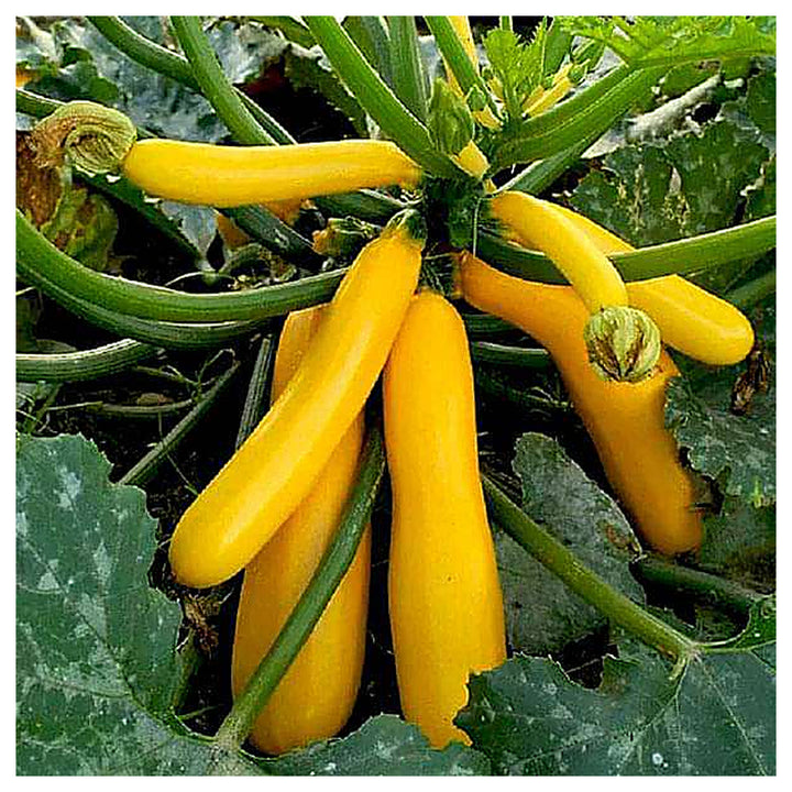 Yellow Zucchini Squash Vegetable Seeds for Planting – Heirloom &amp; Non-GMO Garden Seeds | Neera Seeds product photo [neera-v4-4f4c285adf564bd285da]