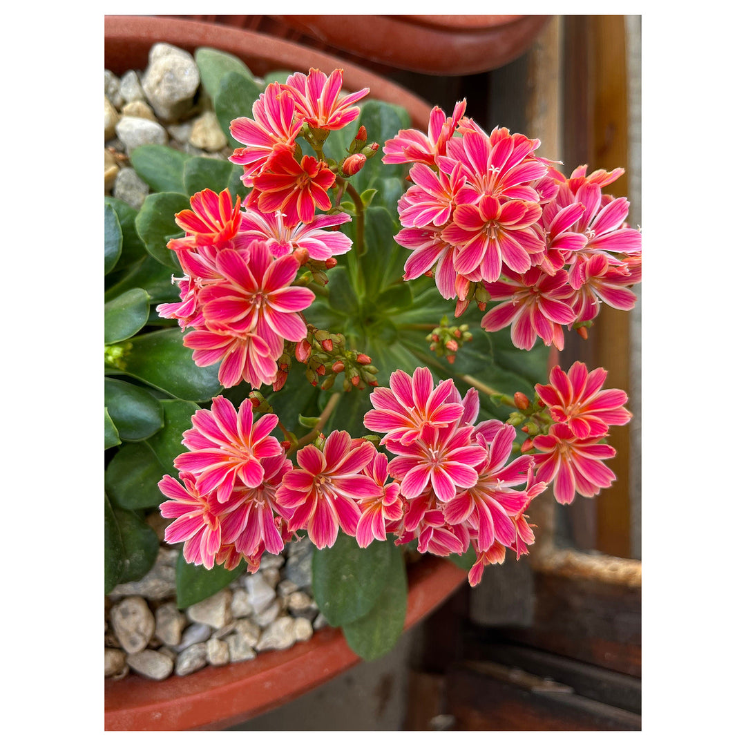 Lewisia Cotyledon Flower Seeds for Planting – Perennial Rock Garden Favorite, Colorful Blooms | Neera Seeds product photo [neera-v4-4f4f5e385d178c8b6c2e]