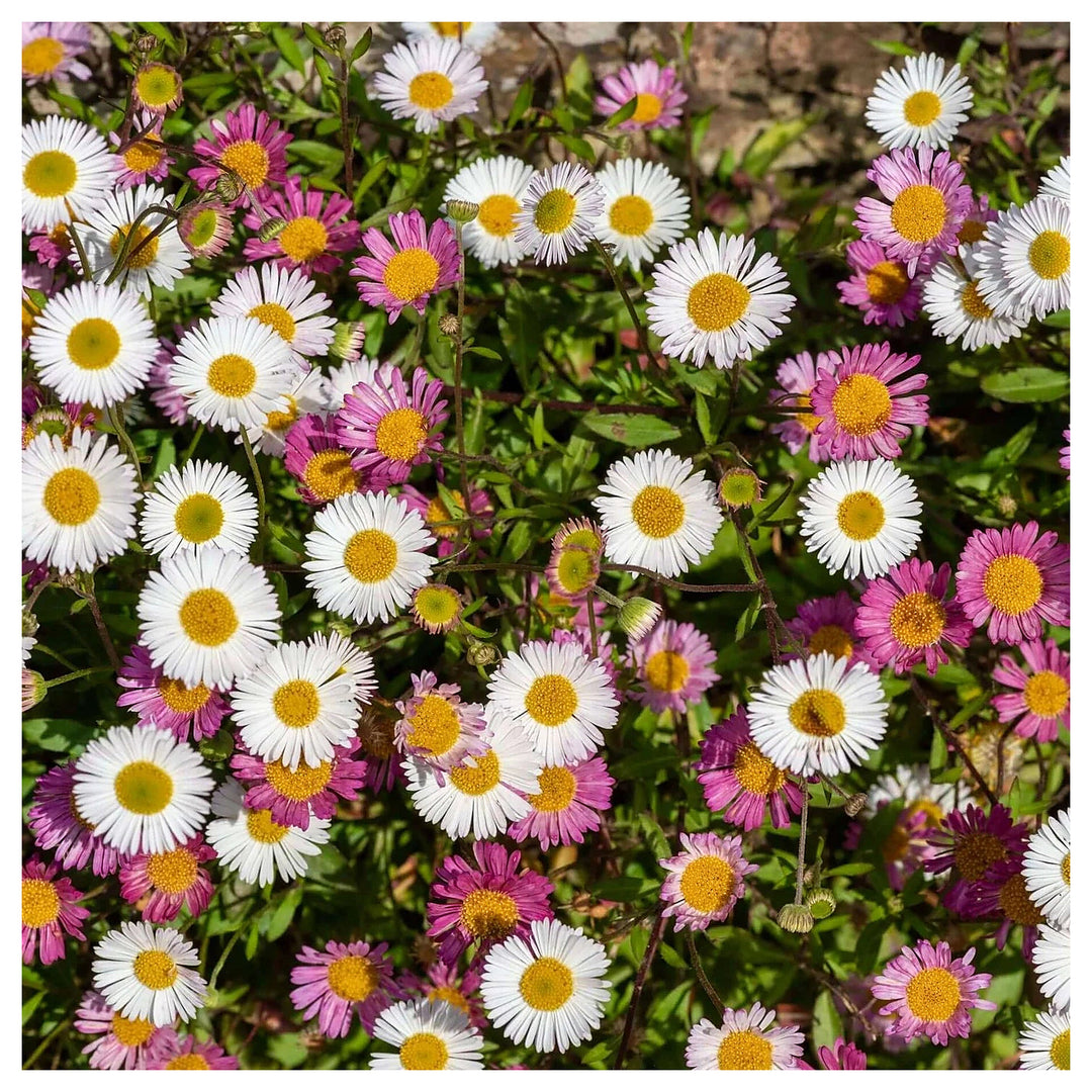 Heirloom Non-GMO Santa Barbara Flower Seeds for Planting – Vibrant Ornamental Blooms for Garden Landscapes | Neera Seeds product photo [neera-v4-4f5069326ce75b43b8ab]