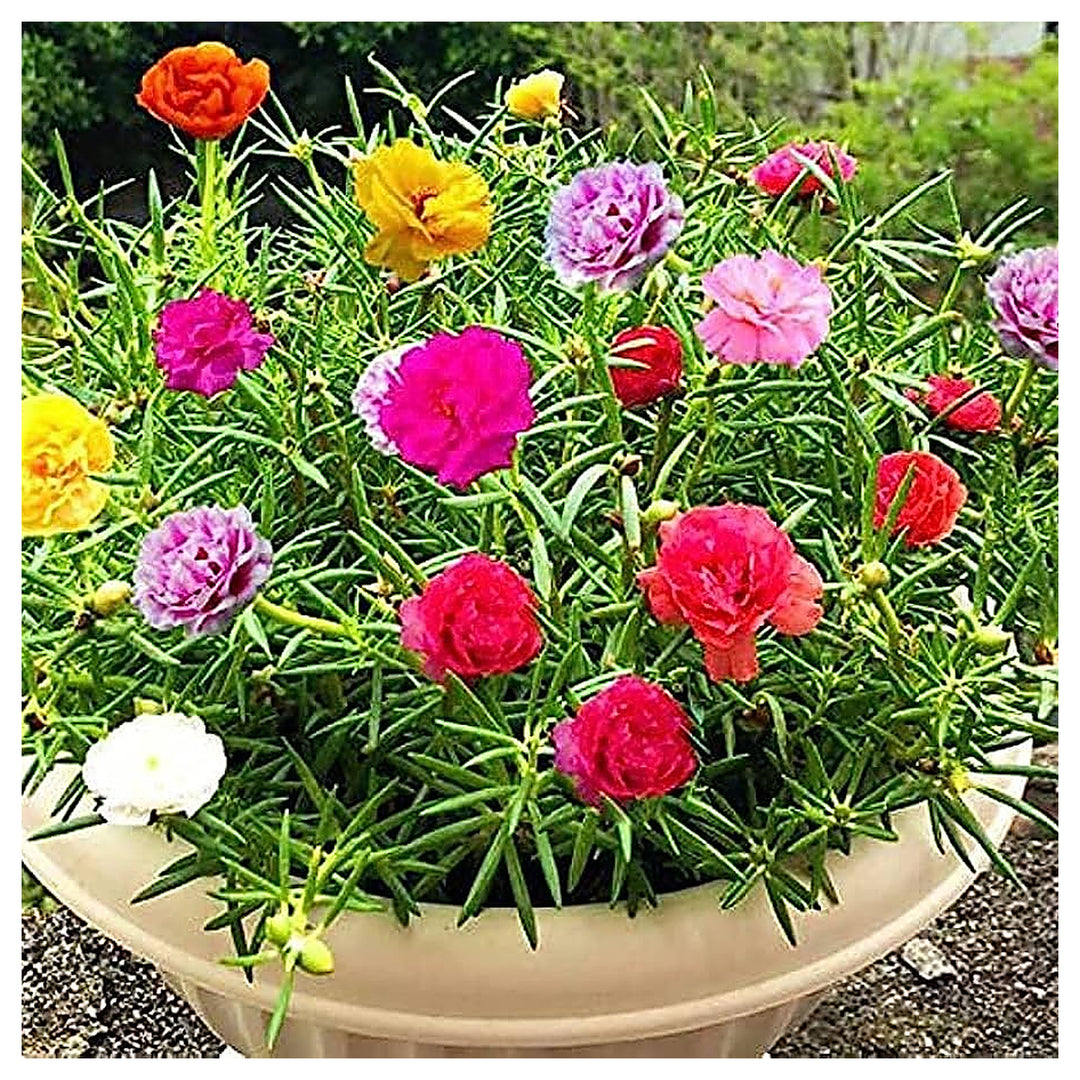 Mixed Portulaca Flower Seeds for Planting, NON GMO Seeds | Neera Seeds product photo [neera-v4-4f65d04b25a837948918]