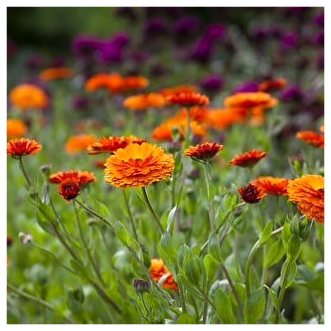 Orange Pot Marigold Flower Outdoor Garden Spaces Flower Seeds Home Garden Planting, Premium | Neera Seeds product photo [neera-v4-4f6c0266e25b6a14f9f2]