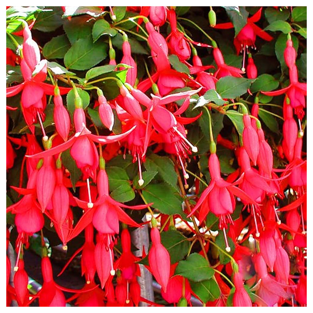 Heirloom Non-GMO Fuchsia Flower Seeds for Planting – Vibrant Hanging Ornamental Garden Blooms | Neera Seeds product photo [neera-v4-4f7b65eaa60fa80a6700]