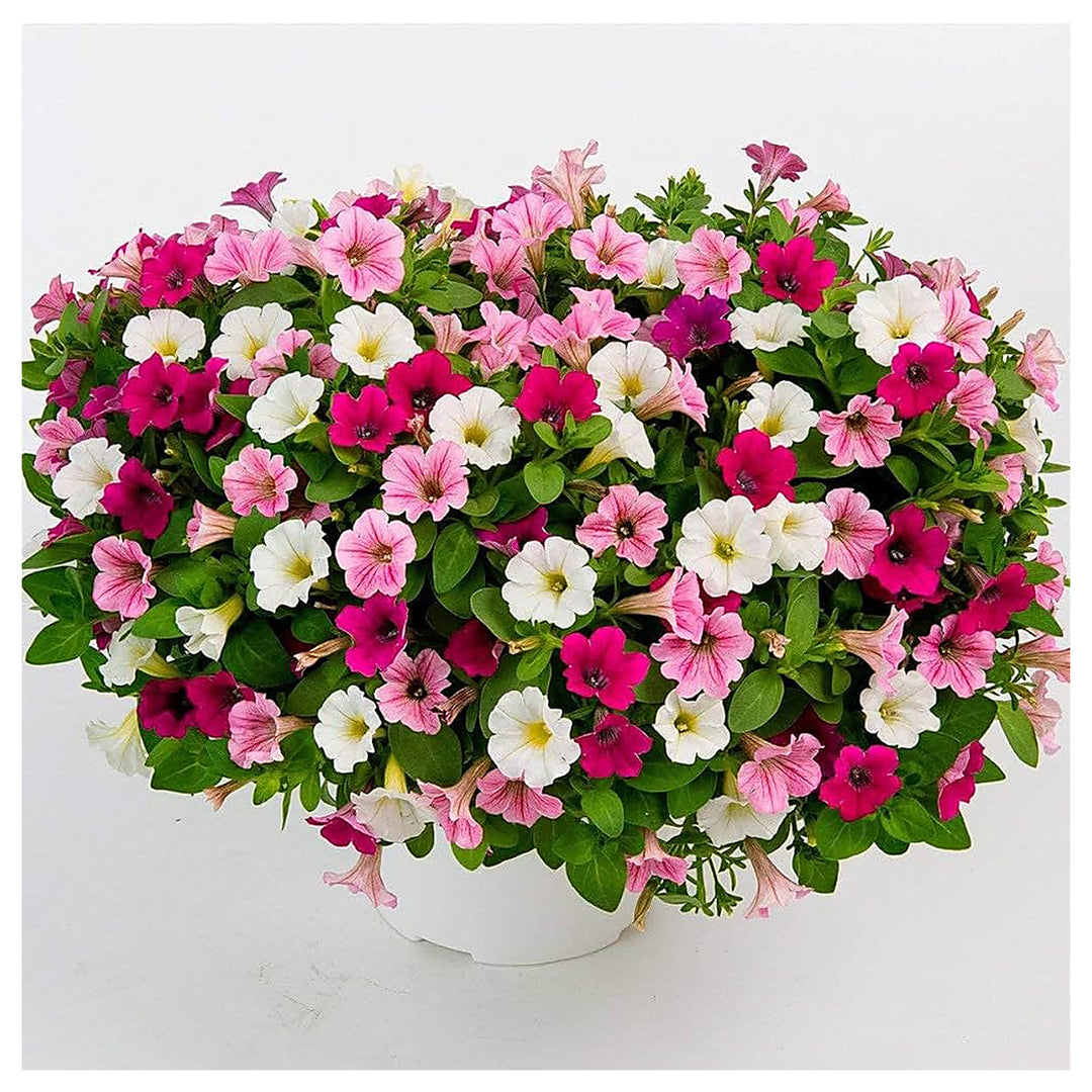 Petunia Flower Petunia X Hybrida Planting Flower Bed And Urban Garden Flower Seeds Home | Neera Seeds product photo [neera-v4-4f8aab67bdf145851fd9]
