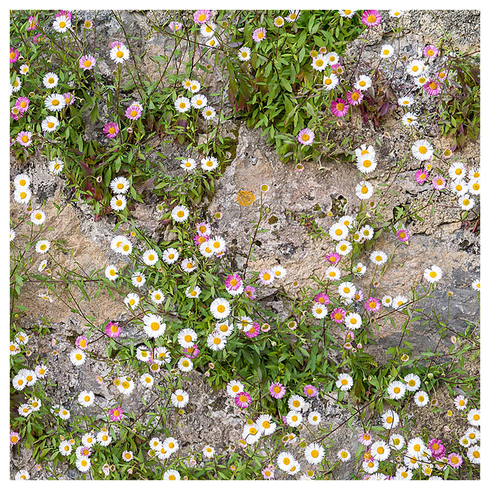 Mixed Erigeron Flower Seeds for Planting – Heirloom, Non-GMO, High Germination Garden Blooms | Neera Seeds product photo [neera-v4-4f935d69a9c70a8bac7e]