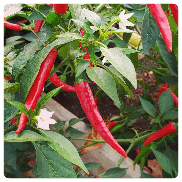 Heirloom Chili Brazilian Vegetable Seeds for Planting – Red Hot Peppers, Non-GMO, High Germination Organic Seeds | Neera Seeds product photo [neera-v4-4f9886ffee09551fd98d]