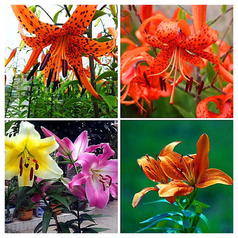 Heirloom Non-GMO Lilium Flower Seeds – Mixed Color Blooms for Planting | Organic Garden Seeds with High Germination | Neera Seeds product photo [neera-v4-4f9c40bee59d4de7d877]
