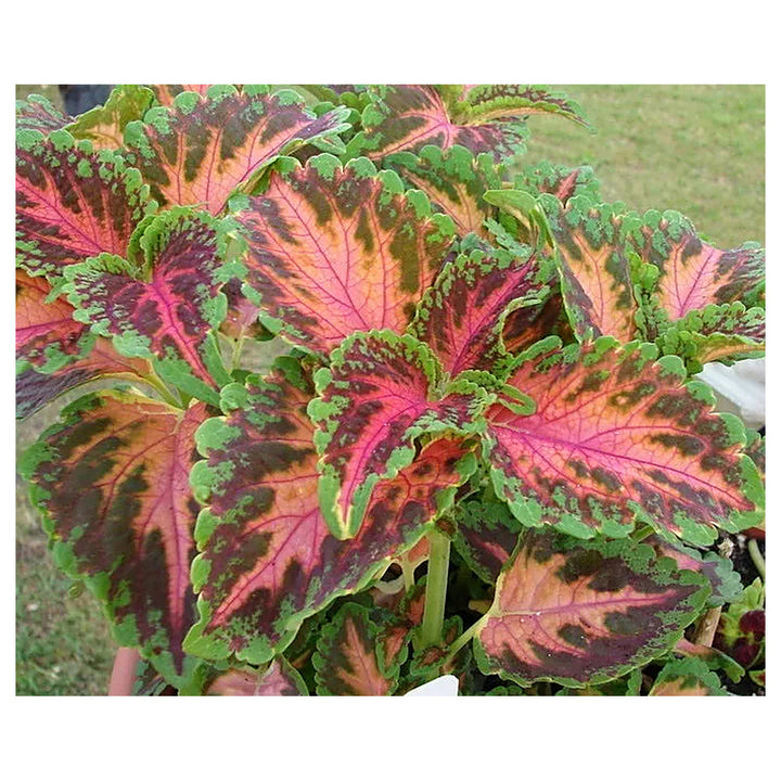 Wizard Coral Sunrise Shade Loving Seeds for Planting – Heirloom Non-GMO, High Germination Ornamental Organic Garden | Neera Seeds product photo [neera-v4-4fab1412ed610bf79836]