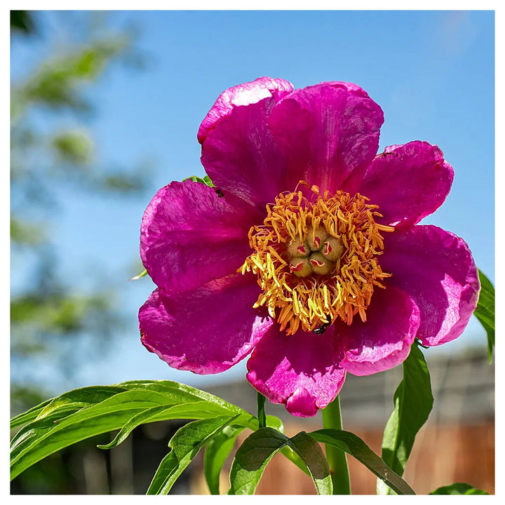 Heirloom Non-GMO Pink Paeonia Tenuifolia Flower Seeds for Planting – Lush Blooms | Neera Seeds product photo [neera-v4-4fac28789f077988cd05]