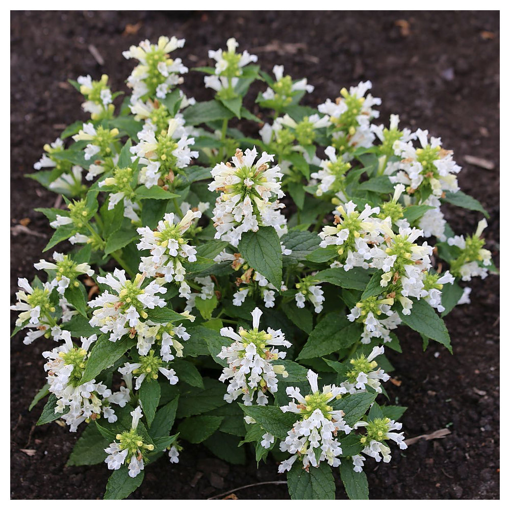 Catmint Snow Panther (Nepeta subsessilis) Plant Seeds – Heirloom, Non-GMO, Organic Garden Seeds for Planting | Neera Seeds product photo [neera-v4-4fbc61d2b2ff6febbc19]