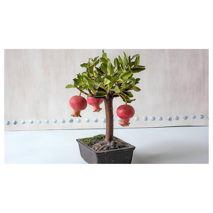 Miniature Bonsai Pomegranate Seeds – Indoor Fruit Trees, Heirloom, Non-GMO &amp; Organic Garden Seeds | Neera Seeds product photo [neera-v4-4fbd2605baec5bdd064e]