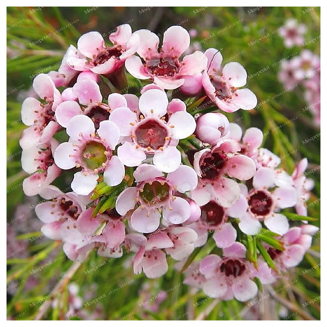 Mischfarbe Geraldton Wachsblume Eremophila Spp For Planting In Flower Bed Flower Seeds for Home | Neera Seeds product photo [neera-v4-4fc26a6b2e3a14904a4e]