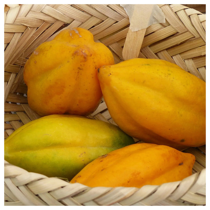Babaco Papaya (Vasconcellea × heilbornii) Fruit Tree Seeds for Planting – Heirloom Non-GMO Organic Garden Seeds | Neera Seeds product photo [neera-v4-4fc7497553866d6faf28]