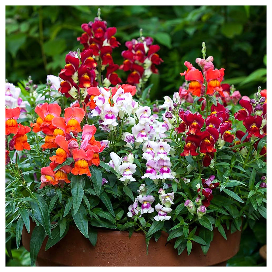 Red Frosted Flames Aroma Spice Snapdragon Planting Flower Bed Flower Seeds Home Garden | Neera Seeds product photo [neera-v4-4fd16802a51b33013397]