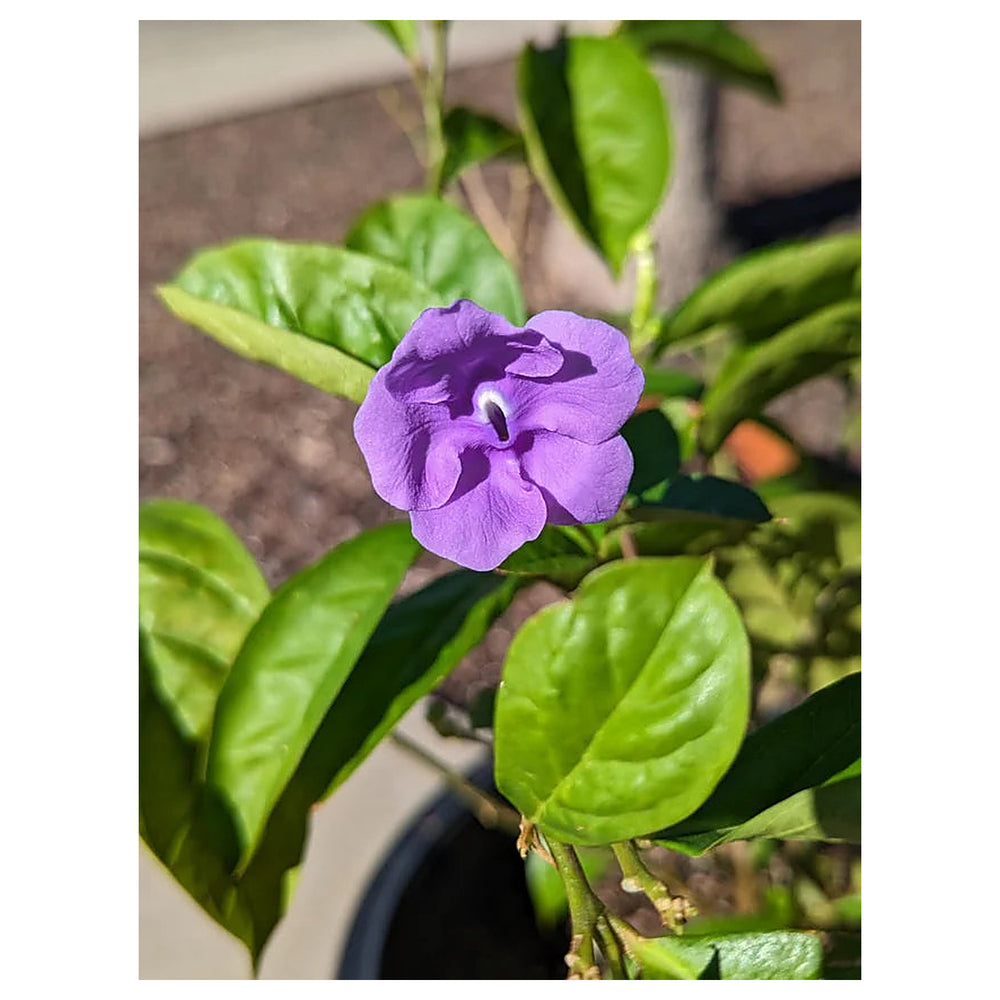 Purple Brunfelsia Pauciflora Flower Seeds for Planting - Heirloom Non-GMO High Germination Rare Garden Blooms | Neera Seeds product photo [neera-v4-4fe1896ef5f8a93ca0e5]