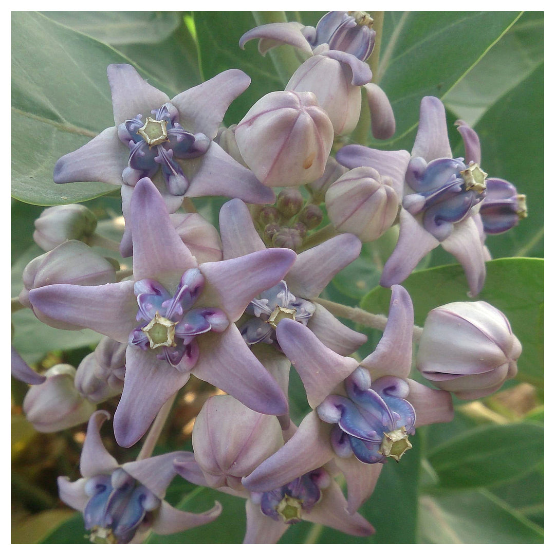 Heirloom Calotropis Gigantea Flower Seeds, Non-GMO Giant Milkweed Blooms for Butterfly Garden Planting | Neera Seeds product photo [neera-v4-4ff7e2a3c4616267b62f]