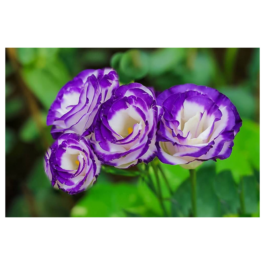 Violet White Lisianthus Flower Seeds for Planting - Heirloom, NON-GMO Seeds - Beautiful Garden Blooms | Neera Seeds product photo [neera-v4-4ff8be0427806f87a09c]