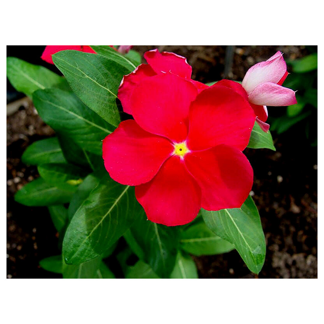 Red Vinca Rosea Flower Seeds for Garden Planting - Non-GMO, Heirloom Seeds for Easy Growth | Neera Seeds product photo [neera-v4-500583e27b33a4c5fe3a]