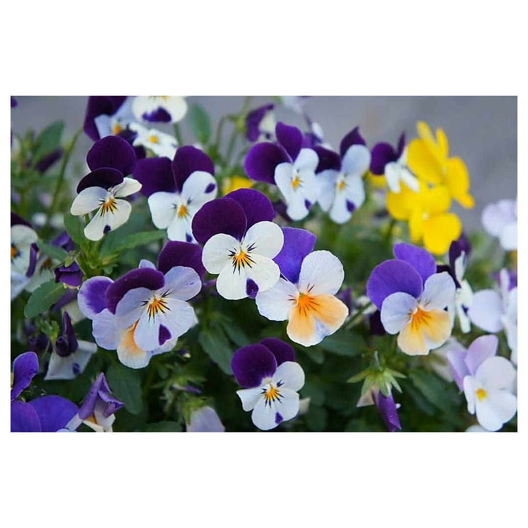Heirloom Non-GMO Viola Purple White Flower Seeds for Planting – Decorative Blooming Flower Seeds | Neera Seeds product photo [neera-v4-500b4d9c2334a1541d6f]