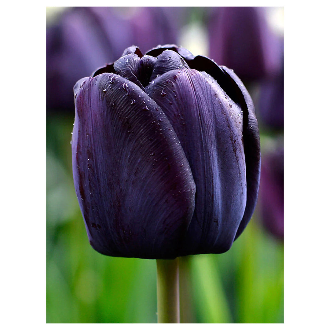 Dark Blue Tulip Flower Seeds – Queen of the Night Heirloom, Non-GMO, High Germination Organic Garden Seeds for Plan | Neera Seeds product photo [neera-v4-500e0c8afdbbaec5ea13]