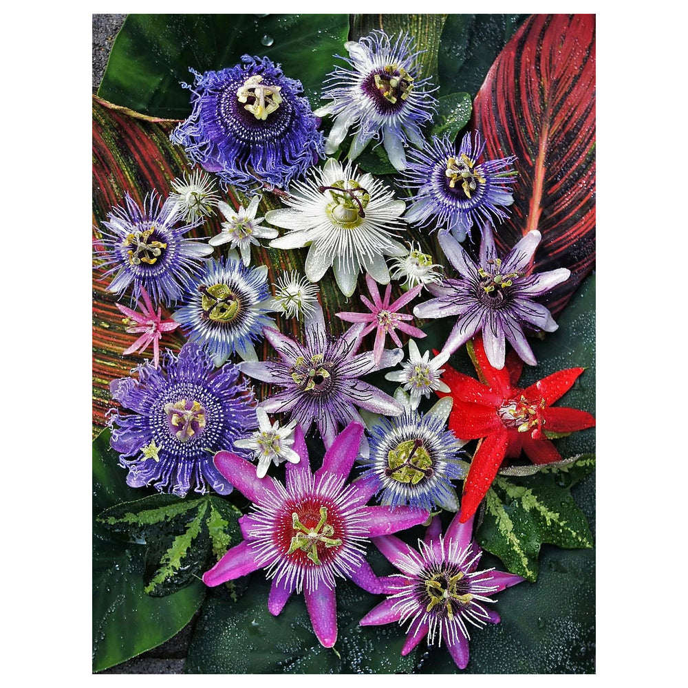 Multi-Colored Passion Flower Seeds for Planting – Heirloom, Non-GMO, High Germination Exotic Climbing Vine Seeds | Neera Seeds product photo [neera-v4-501426b15255476b6a50]