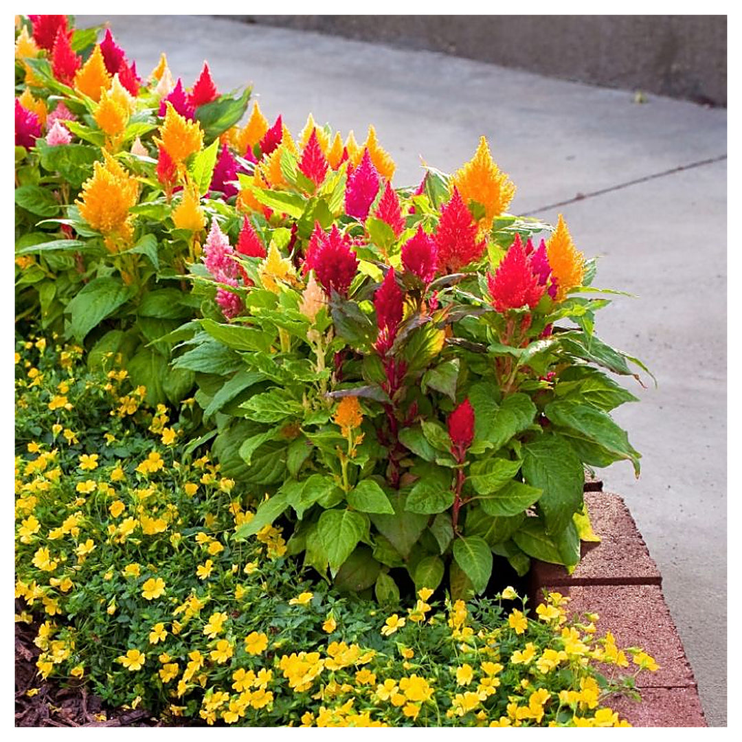 Mixed Celosia Argentea Flower Seeds, Heirloom, Non-GMO Seeds for Planting | Neera Seeds product photo [neera-v4-50163121627a6b02b0db]