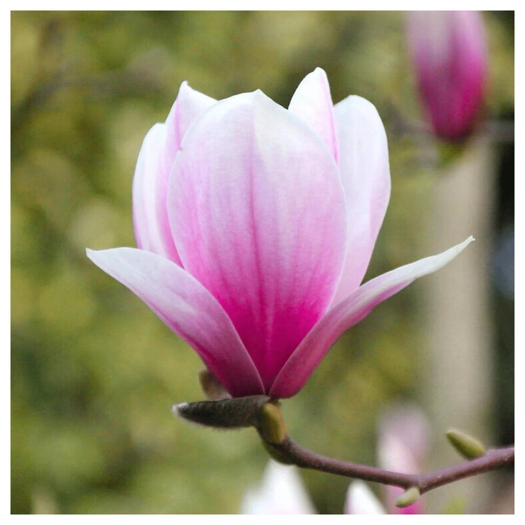 Heirloom Non-GMO Pink White Yulan Flower Seeds – Seeds for Planting | High Germination Organic Garden Seeds | Neera Seeds product photo [neera-v4-501682fd5253e87d942f]