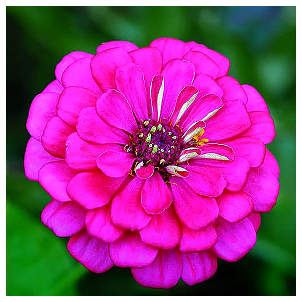 Violet Zinnia Flower Seeds for Planting – Heirloom, Non-GMO, Colorful Garden Blooms | Neera Seeds product photo [neera-v4-501a77ac85f6c0af2239]