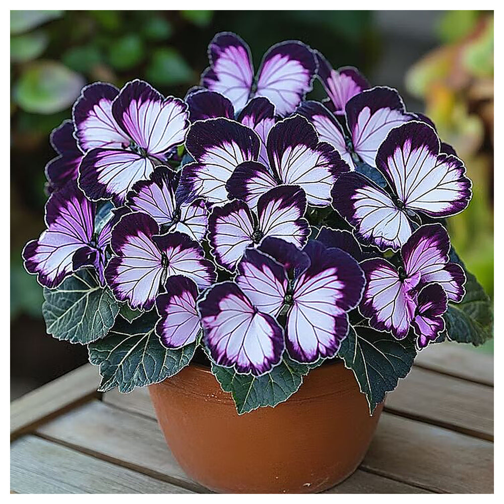 Moonlight Butterfly Begonia Flower Seeds Purple and White – Heirloom Non-GMO High Germination Seeds | Neera Seeds product photo [neera-v4-501bfbc621efa6484690]