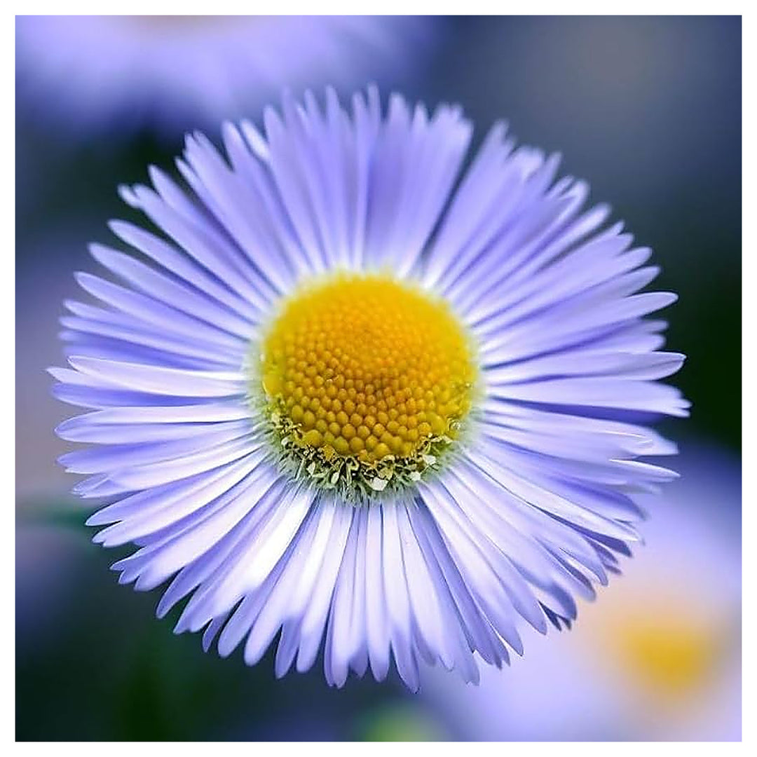Erigeron Showy Fleabane Daisy Mix Planting Perennial Flower Seeds Home Garden Planting, | Neera Seeds product photo [neera-v4-501cd48d2d4a54648e44]