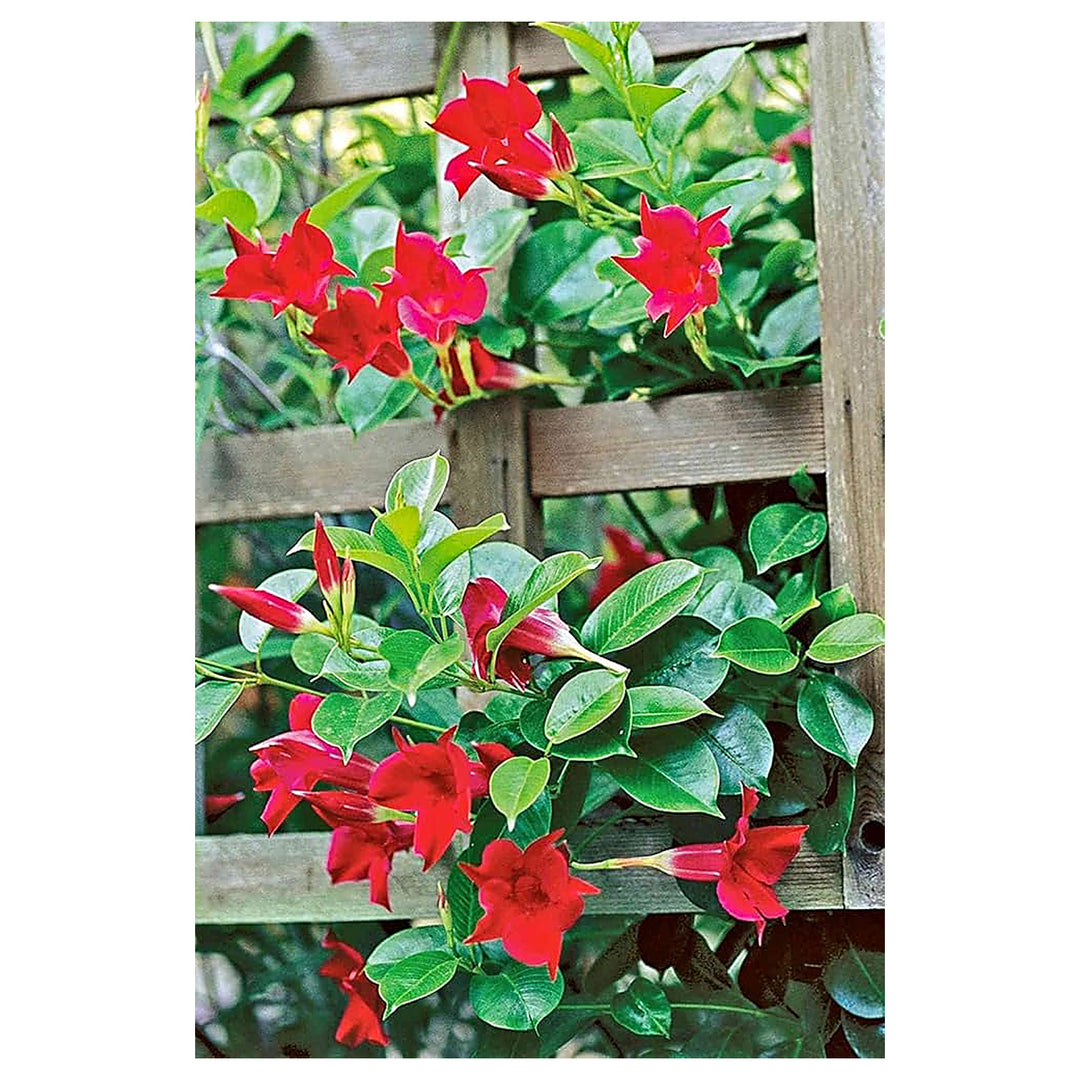 Mevilla Seri Flowering Plant Seeds for Home Garden Vertical Gardening Trellises Heirloom Non-GMO High Germination O | Neera Seeds product photo [neera-v4-5020930b16c9e5873af8]