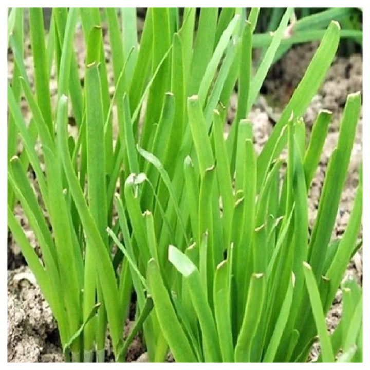 Garlic Chives Planting Non Gmo Heirloom Let Love Grow Flower Seeds Home Garden Planting, | Neera Seeds product photo [neera-v4-50381f3aa4af26b52fa6]