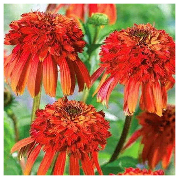 Red Echinacea Hot Papaya Fire Coneflower Flower Seeds Home Garden Planting, Blooming Organic | Neera Seeds product photo [neera-v4-503abd1883cd3354bf83]