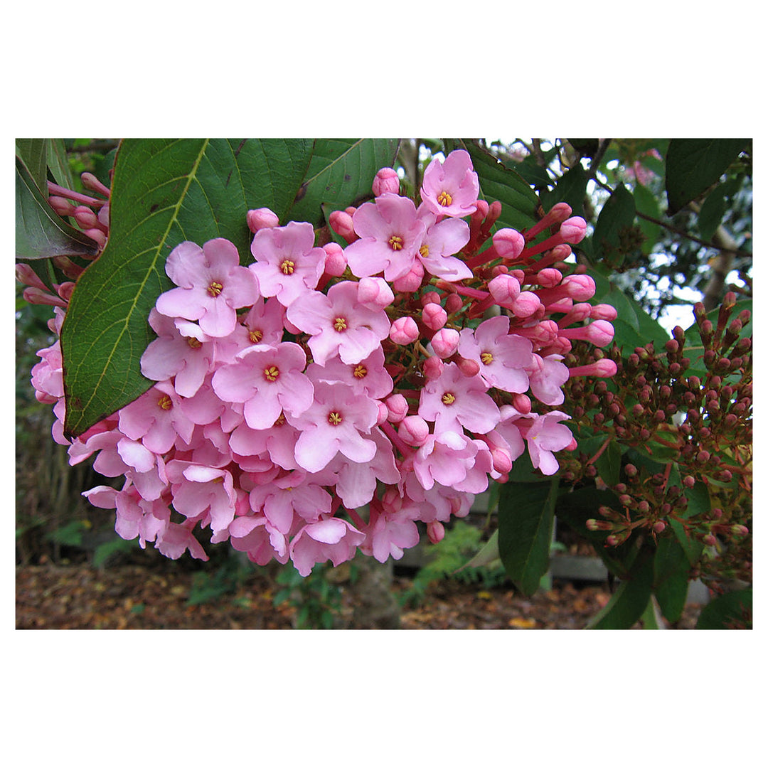 Luculia Gratissima Flower Seeds for Planting – Fragrant Pink Blooms for Garden &amp; Balcony | Neera Seeds product photo [neera-v4-5042c7e10a41e28ff3fa]