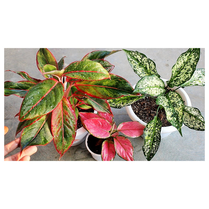 Heirloom Aglaonema White Mix Plant Seeds - Non-GMO, High Germination Organic Ornamental Garden Seeds for Planting | Neera Seeds product photo [neera-v4-50450e66762ff1f0c4a3]