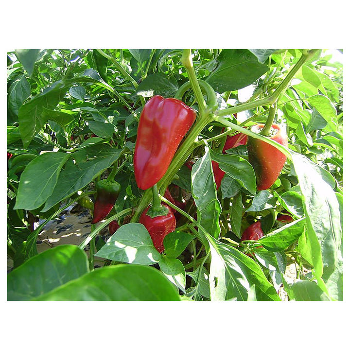 Piquillo Pepper Seeds for Planting – Heirloom, Non-GMO, Organic Garden Seeds with High Germination Rate | Neera Seeds product photo [neera-v4-50474f41bfd1d9b738e9]