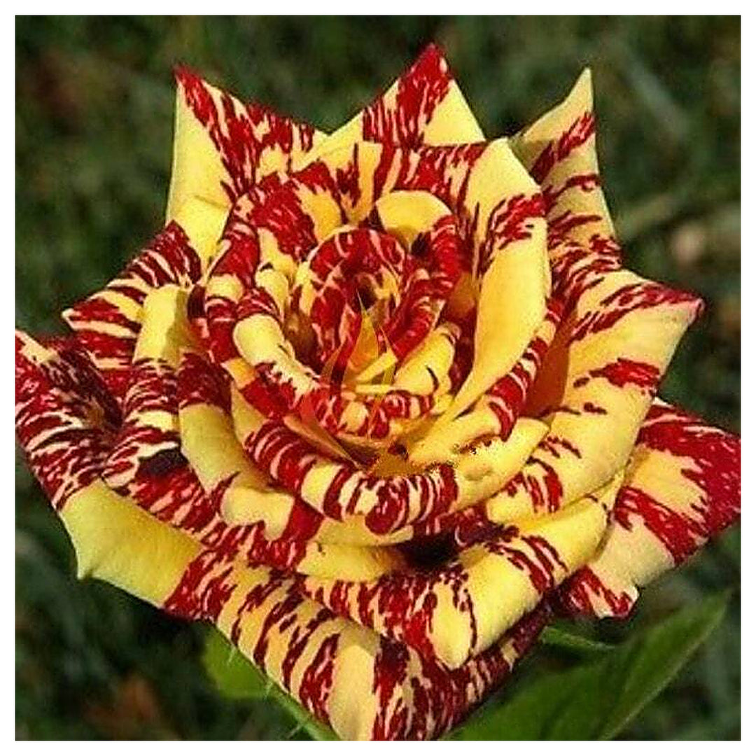 Rare Dragon Rose Plant Seeds for Planting Yellow Blooms Non-GMO Heirloom Garden Seeds for Growing | Neera Seeds product photo [neera-v4-50532f3990e493645628]