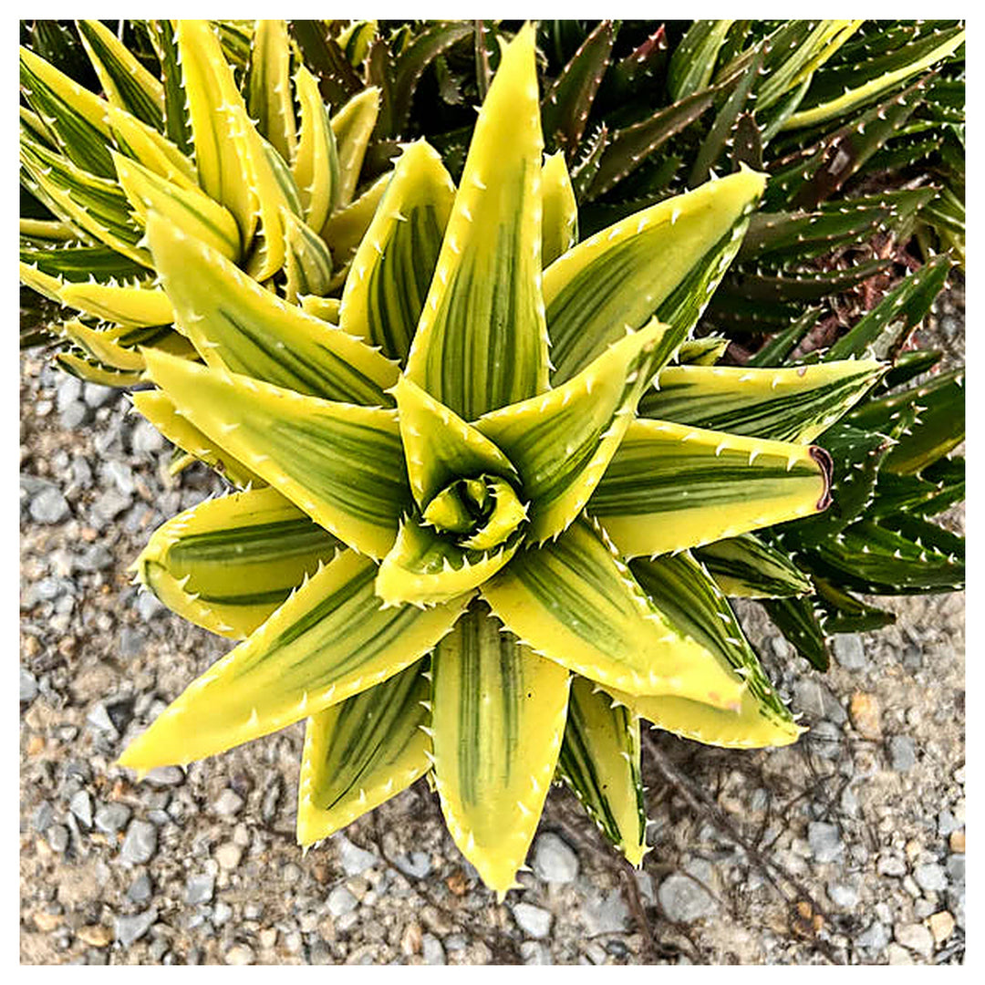 Yellow Green Aloe Plant Seeds – Heirloom Non-GMO High Germination Succulent Organic Garden Seeds for Planting | Neera Seeds product photo [neera-v4-506bea75a4c7221aa1bb]