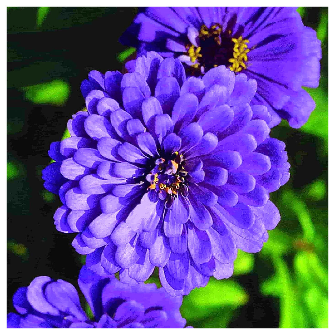 Blue Zinnia Flower Seeds for Planting – Heirloom, Non-GMO, High Germination Vibrant Garden Blooms | Neera Seeds product photo [neera-v4-50770daf9effac9881b7]
