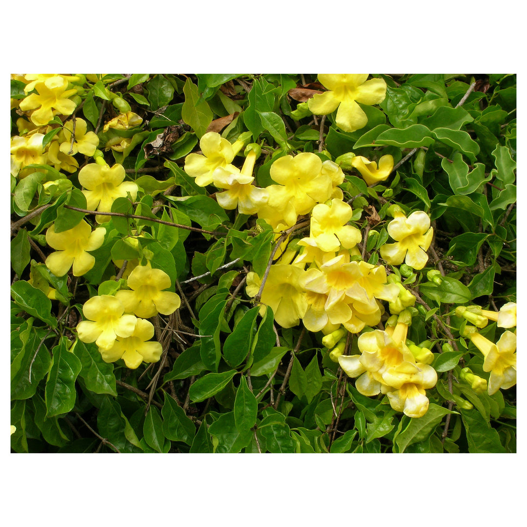 Heirloom Non-GMO Dolichandra Flower Seeds for Planting – Fast-Growing Climbing Ornamental Blooms | Neera Seeds product photo [neera-v4-507a271ccd89923b187f]