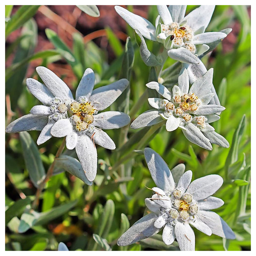 Green White Mountain Flower Seeds for Planting – Heirloom, Non-GMO, Organic Garden Seeds, High Germination | Neera Seeds product photo [neera-v4-507bcc791b7c6a512a6e]