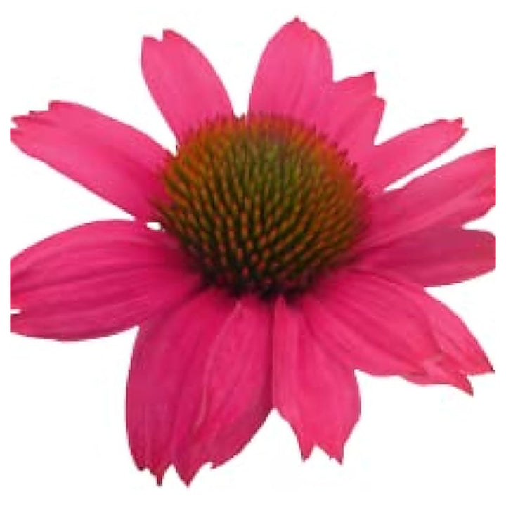 Coconut Lime Echinacea Coneflower Echinacea Purpurea For Planting In Flower Bed Flower Seeds for | Neera Seeds product photo [neera-v4-5087ab88030c78d9f340]