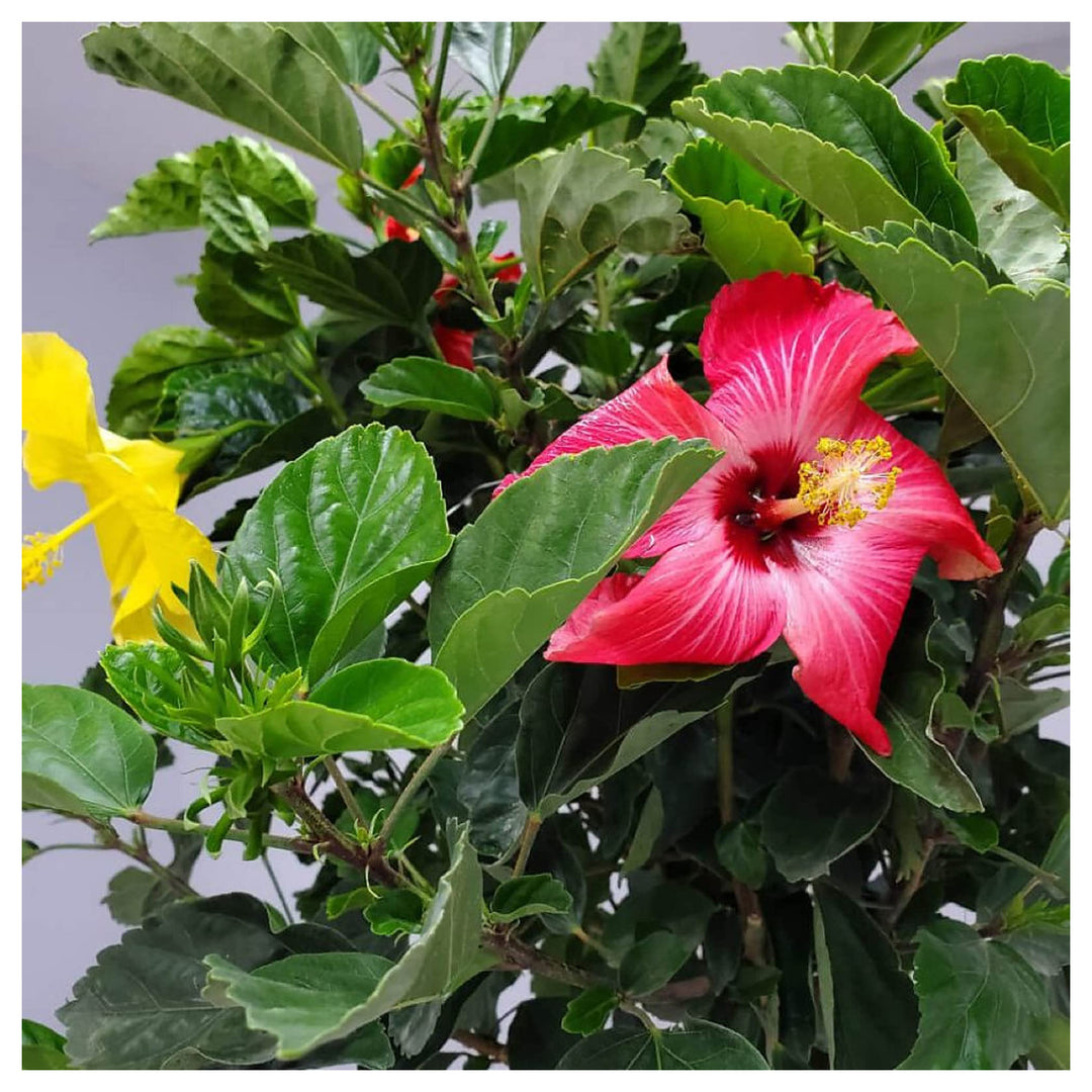 Hibiscus Types Rosa Sinensis Flowering Tree Flower Seeds Home Garden Planting, Ornamental | Neera Seeds product photo [neera-v4-50974de85f88d7d1d165]