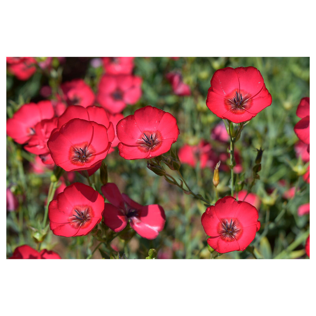 Heirloom Scarlet Flax Flower Seeds, Non-GMO Bright Red Blooms for Garden Planting | Neera Seeds product photo [neera-v4-509a6296b4e5cd4d03ad]